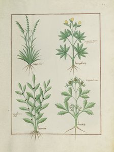 Lolni en Geranium, Daphnoides en Peterselie, illustratie uit Het Boek der Eenvoudige Geneesmiddelen, door Matteaus Platearius